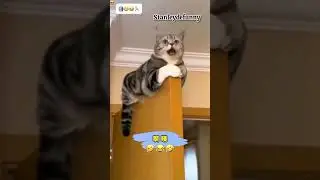 The intelligent cat🤣🤣 #comedy #viralvideo #funny #dance #africa