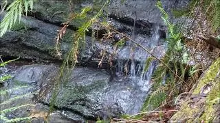 Blue Mountains Walks Wentworth Falls Picnic Area to Stonehaven Pass, and the Undercliff Walk