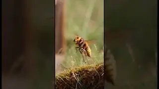 Hornet Interaction Patterns | AI Creature Simulation #AICreature #AISimulation #ImmersiveWorld