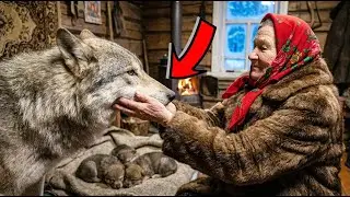 В -71°C ВОЛЧИЦА принесла волчат к бабушке. То, что она сделала - НЕВЕРОЯТНО!