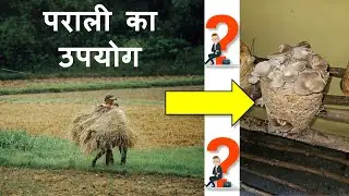 धान की पराली अब Waste नहीं &ndash; Best Use in Mushroom & Compost Farming