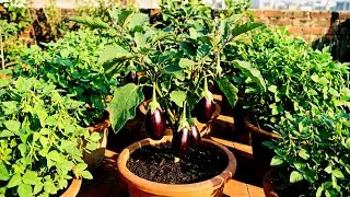 விதையின் வளர்ச்சி பார்க்கலாம் வாங்க  | | Terrace Garden | | Trending | | Gardening