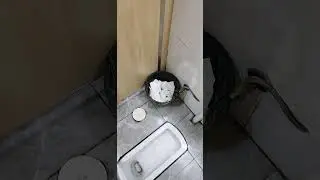 What are public toilets in China like? squatty potties, TP dispensers #china #toilet #travel