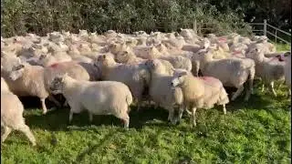 75 LLEYN X STORE LAMBS