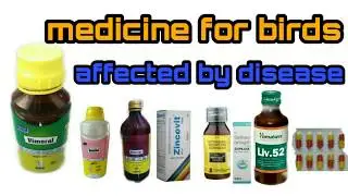 Best medicine for pet birds video in தமிழ் / budgies, finches, cocktails, african love birds