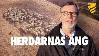 HERDARNAS ÄNG | Glädjebudskap i nattsvart mörker!