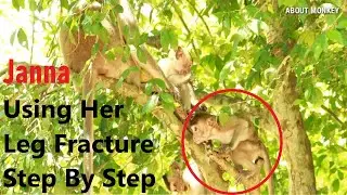Today Monkey Janna Very Happy Walking Use Her Leg Fracture Step By Step, She Happy Can Jump again !!