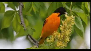Baltimore oriole - Icterus galbula