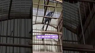 wah, burung srigunting 1 ini ganggu aja #burung #kicaumania #qinarabanyuwangi