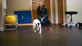 Canine Carpal Laxity Syndrome Gait Analysis 6 19 20