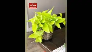 Pothos Decor Magic 🌿 | Easy Home Upgrade #shorts #indoorplants #plants #garden #houseplants #viral