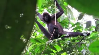 Brown-headed spider monkey (Itapoa, Ecuador)