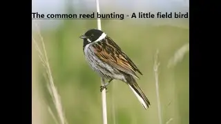 The Common Reed Bunting (Emberiza schoeniclus) - A Little Field Bird
