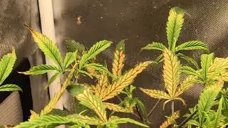 CalMag Deficiency?