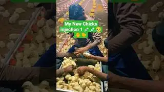 New Chicks injection 1-2 💉😥🐥🐤poultry #trending  #chicks #youtubeshorts #shorts  #viral #viralvideo