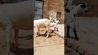 Bakri ka Pyar | Beautiful Bond with Her Kids ❤️ #goat #goatfarm #viralanimals