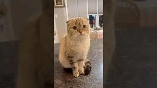 #cat #cuteanimal #petsrule #cutecat #cute #foryou #explore #pets #catcute #funnycats #explore #fyp