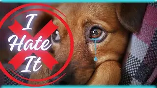 10 Things DOGS HATE that You SHOULD AVOID | Dog Owners Mistakes