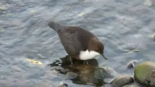Mirlo acu&aacute;tico (Cinclus cinclus) - R&iacute;o Ebro, Cantabria