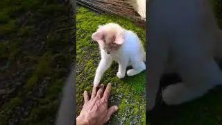 #cats #catshorts #catvideos #catlovers #catlover #cat #catsoftiktok #shorts