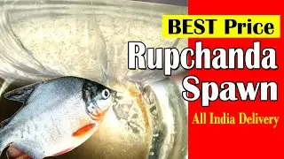 Rupchanda Spawn -रूपचंदा मछली ज़ीरा-quality Rupchanda fish spawn at best price supplier in India