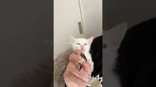 仔猫がペンに絡んできてノートが書けない#shorts #cat #ねこ #ねこのいる生活