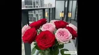 Close Up Pic of Roses in Modern Balcony | Rose Bouquet | Red Roses | Pink Roses