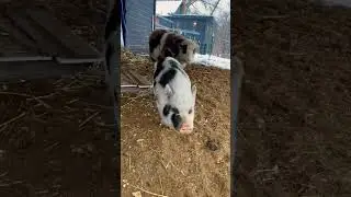 Goodmorning everyone #🐷 #easterthepig #cerdo #pig #farm #piggy #mnfarmstead #pigs #hobbyfarm #🐽