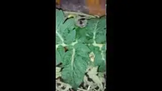 Tobacco hornworm breeding project