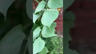 life lessons #life #lifelessons #motivation # #love #viral #shahidkagaon #gardening #garden #nature