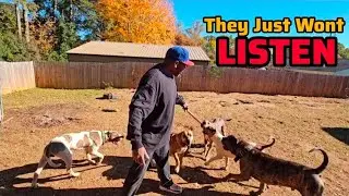 Dog Training Essential: New Dog Owners Need To Hear This