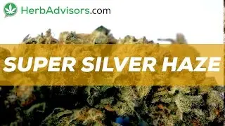 Super Silver Haze Strain Review by HerbAdvisors.com