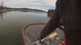 Moby Net Cam