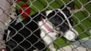 Opt To Adopt