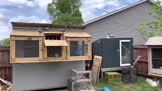 Racing Pigeons - First time out - 2022 Young Birds - Pigeons