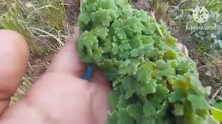 berburu azolla di sawah untuk pakan ikan