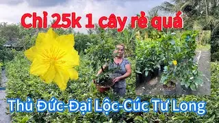 24/12 ☎️0987520784 Mai vàng chơi tết giá rẻ