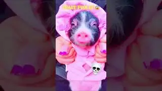 Best Animal Transformation Part 15 | Epic Animal Morph #Shorts