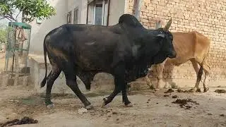 खगड़