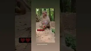 bapa mu tike piebi🍾🍾  #shortvideo #funny #monkey #daru #youtubeshorts #daniofficial