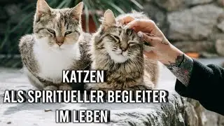 Was wir von Katzen lernen können! Katzen als spiritueller Lehrer  🐈 Visuals inklusive 🔥