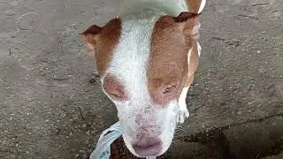 O Pitbull está com um caroço debaixo do pescoço  