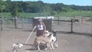 herding instinct