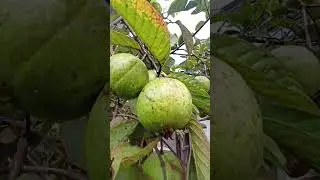 Guava season #fruits #guava