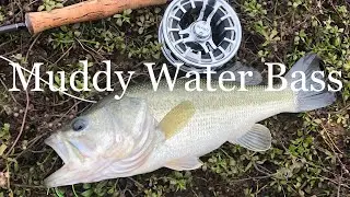 Popper Fly Fishing for Bass in Muddy Water.  Largemouth Bass on the Fly!