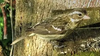 Rose-Breasted Grosbeak Female