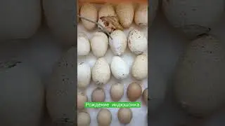 Рождение индюшонка. Первые секунды жизни. Вывод индюков в инкубаторе.