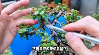 金枝玉叶是小苗造型好还是老桩造型好？其实各有利弊 #金枝玉叶 #金枝玉叶造型 #金枝玉叶养殖方法 #多肉植物 #好喜欢我的家