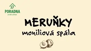 PORADNA PRO DŮM A ZAHRADU: Meruňky - Moniliová spála