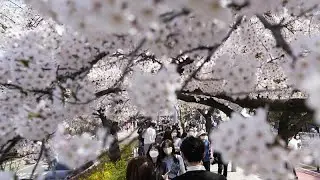 Kirschbl&uuml;tenfest Hanami in Seoul - Tr&auml;umen vom Alltag ohne Maske